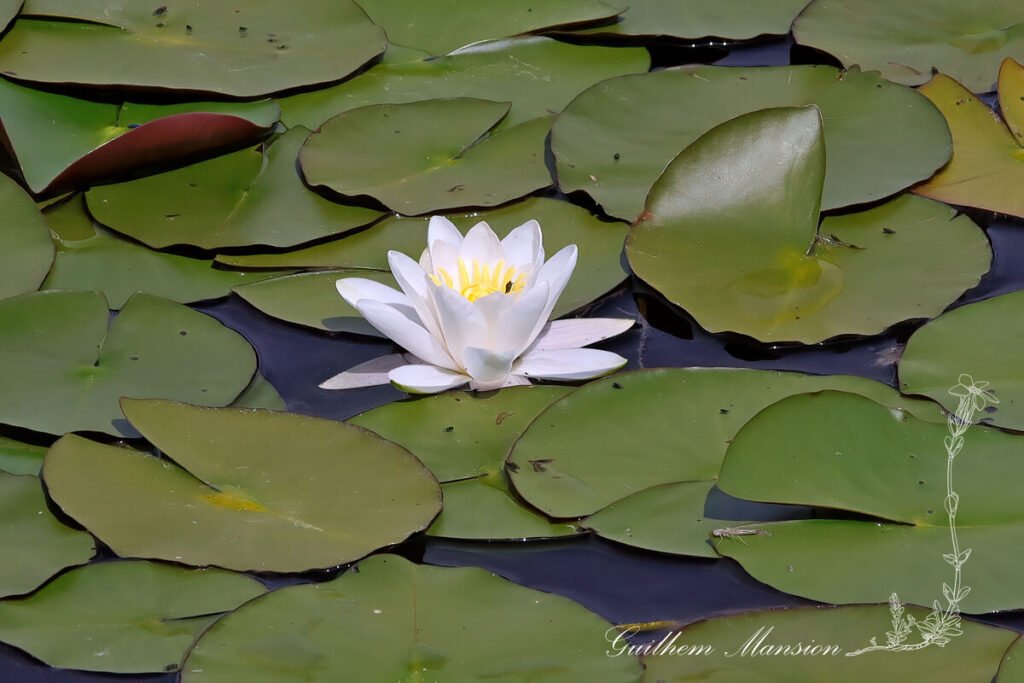 Nymphaea alba vers Kloten (Suisse, Zurich)