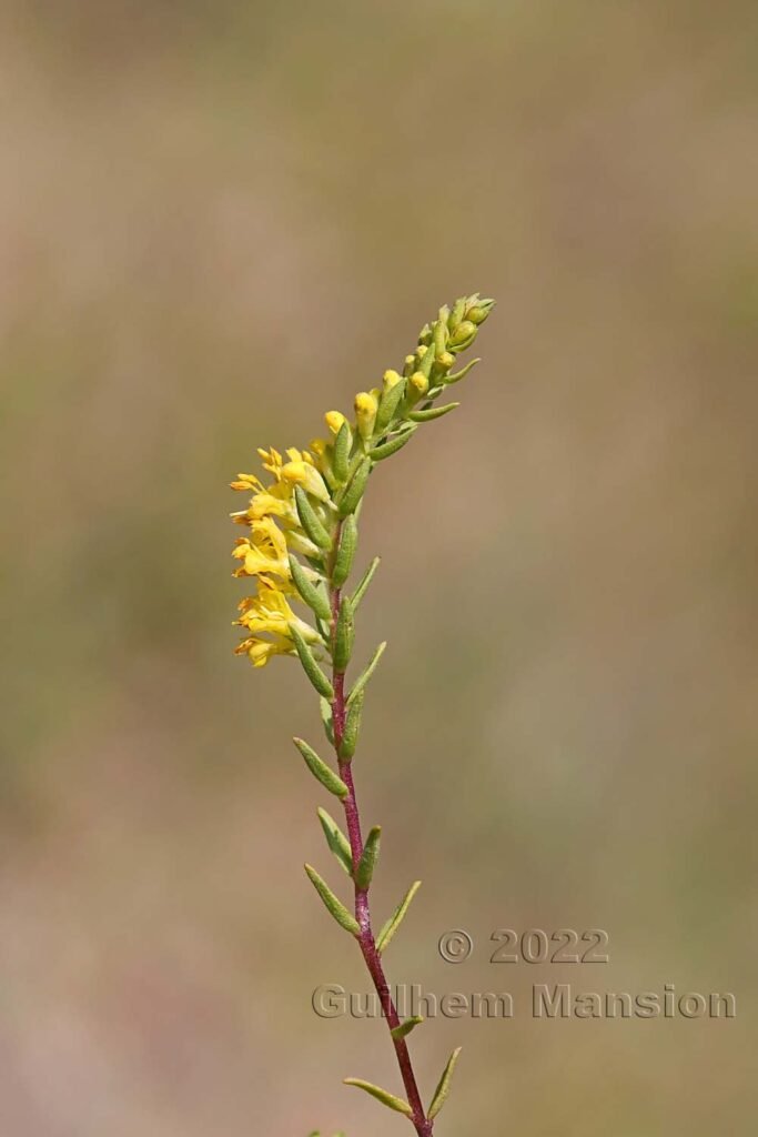 Odontites luteus vers Crest (France, Drôme)