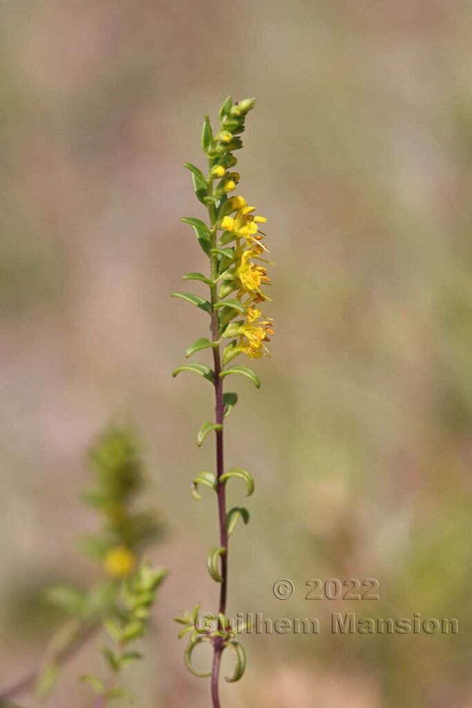 Odontites luteus vers Crest (France, Drôme)