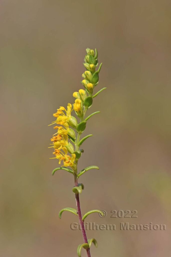 Odontites luteus vers Crest (France, Drôme)