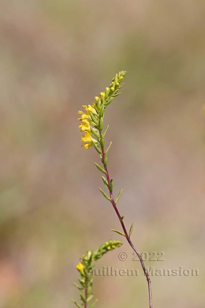 Odontites luteus vers Crest (France, Drôme)