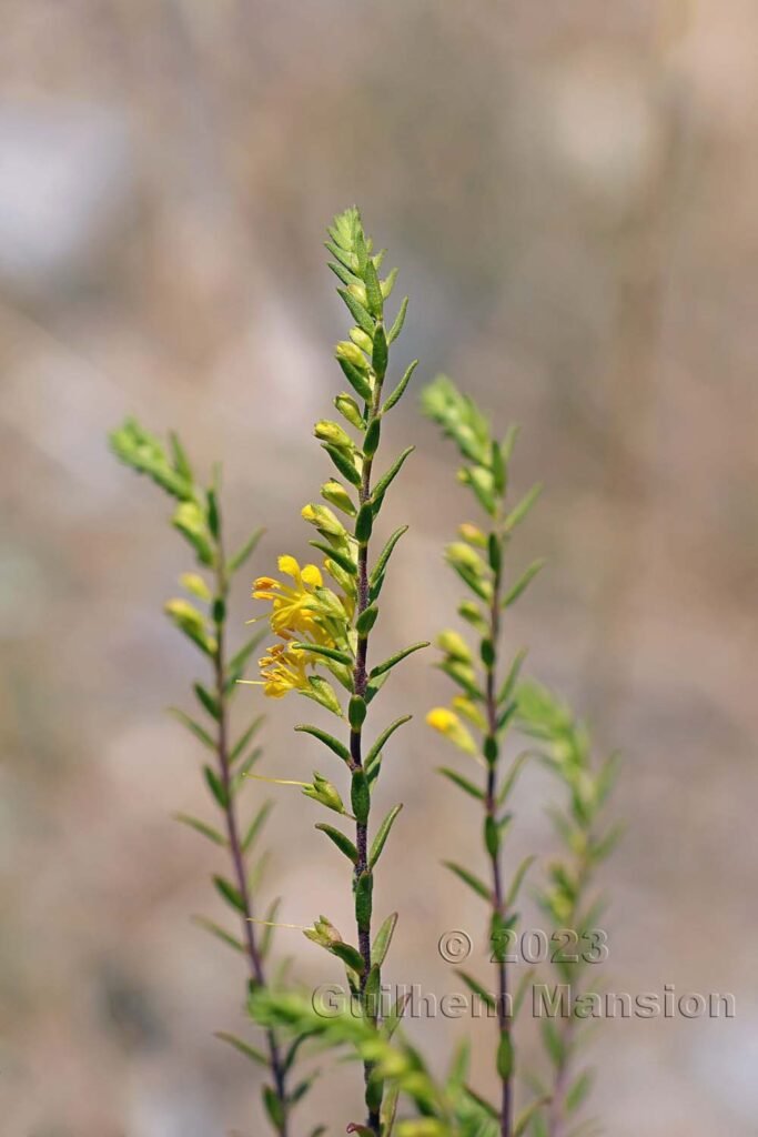 Odontites luteus vers Sion (Suisse, Valais)