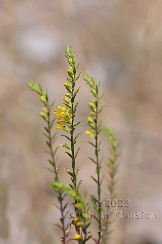 Odontites luteus vers Sion (Suisse, Valais)