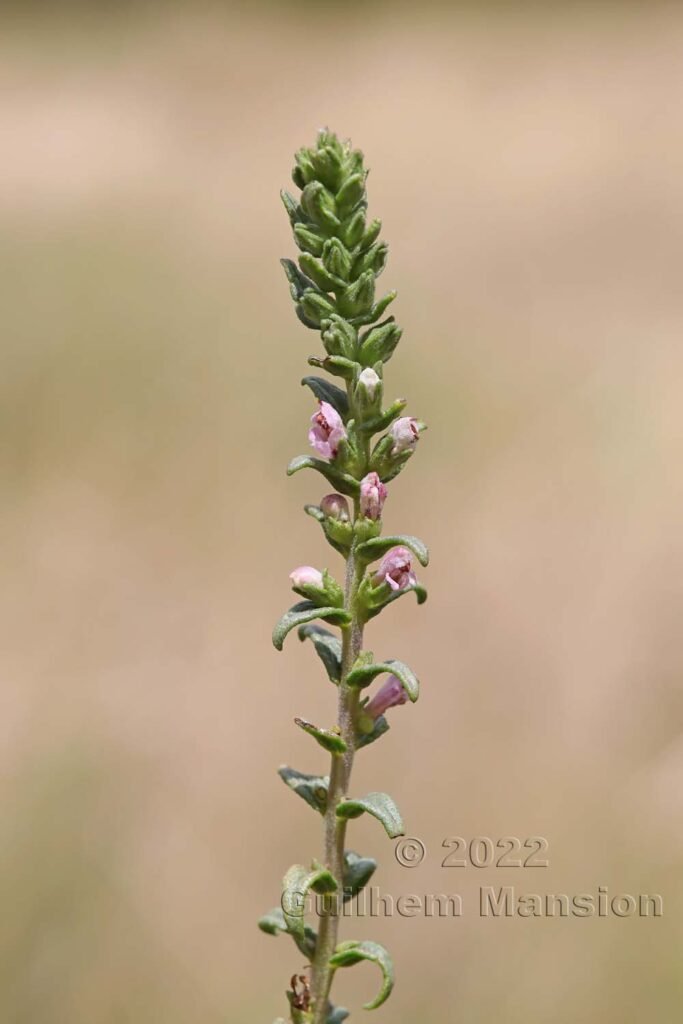 Odontites vernus subsp. serotinus vers Crest (France, Drôme)