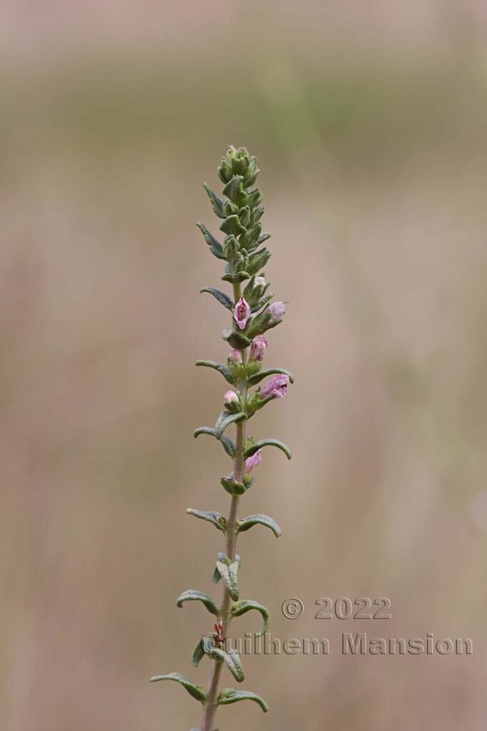 Odontites vernus subsp. serotinus vers Crest (France, Drôme)