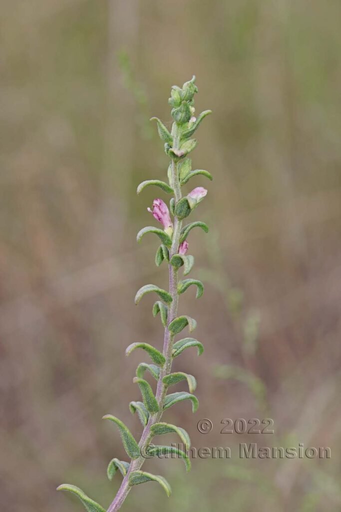 Odontites vernus subsp. serotinus vers Crest (France, Drôme)