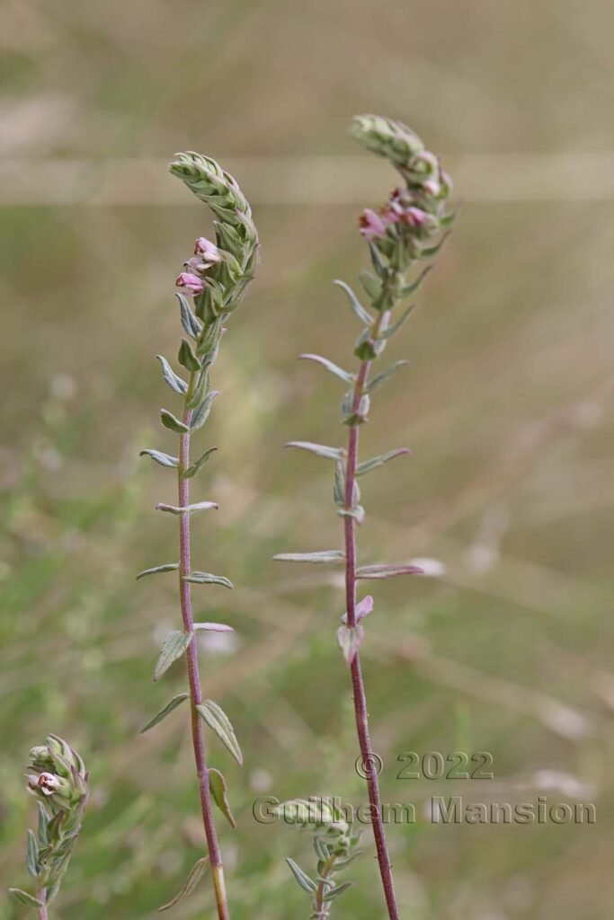 Odontites vernus subsp. serotinus vers Crest (France, Drôme)