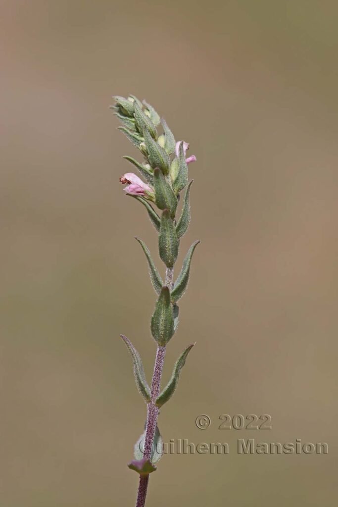 Odontites vernus subsp. serotinus vers Crest (France, Drôme)
