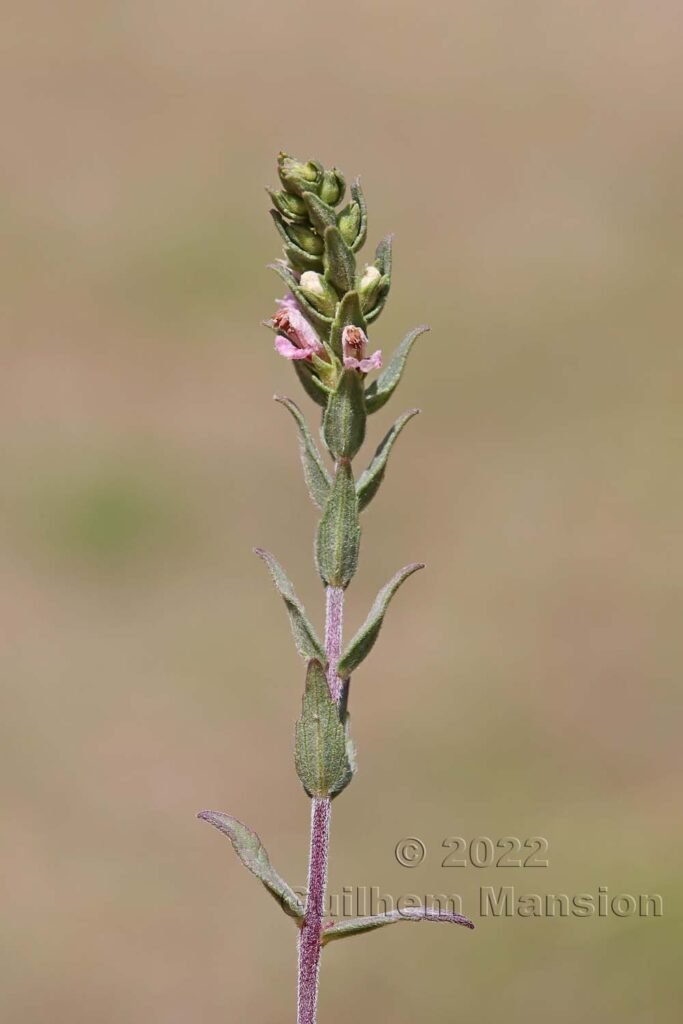 Odontites vernus subsp. serotinus vers Crest (France, Drôme)