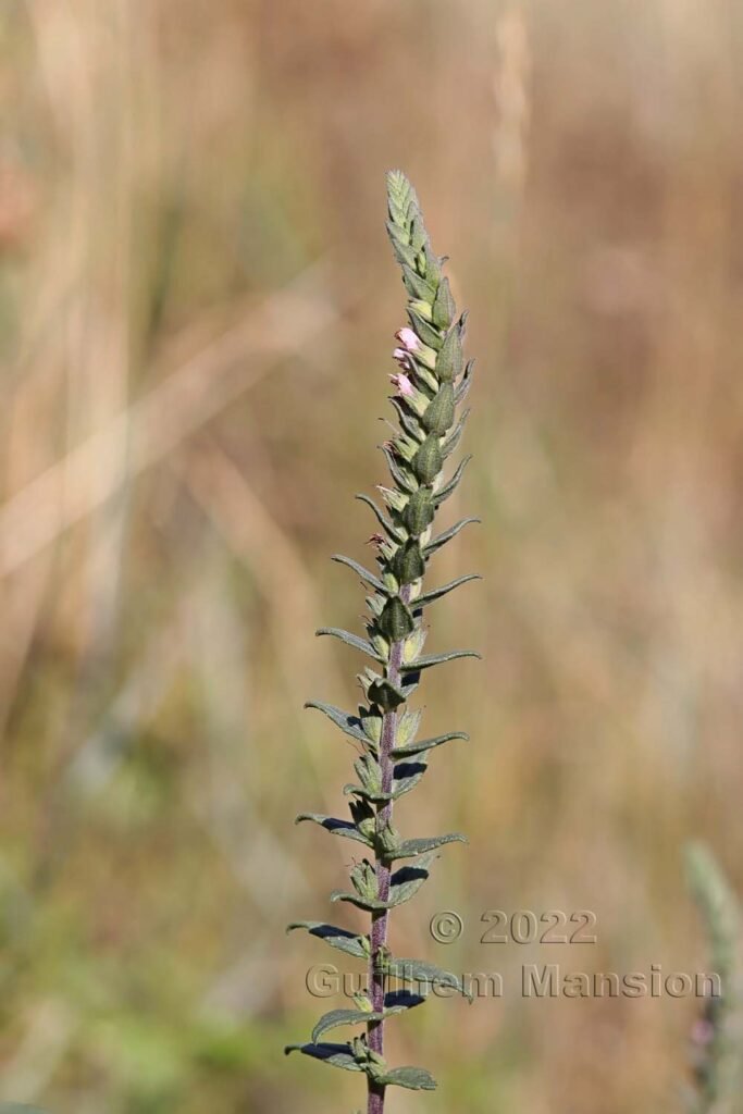Odontites vernus subsp. serotinus vers Crest (France, Drôme)