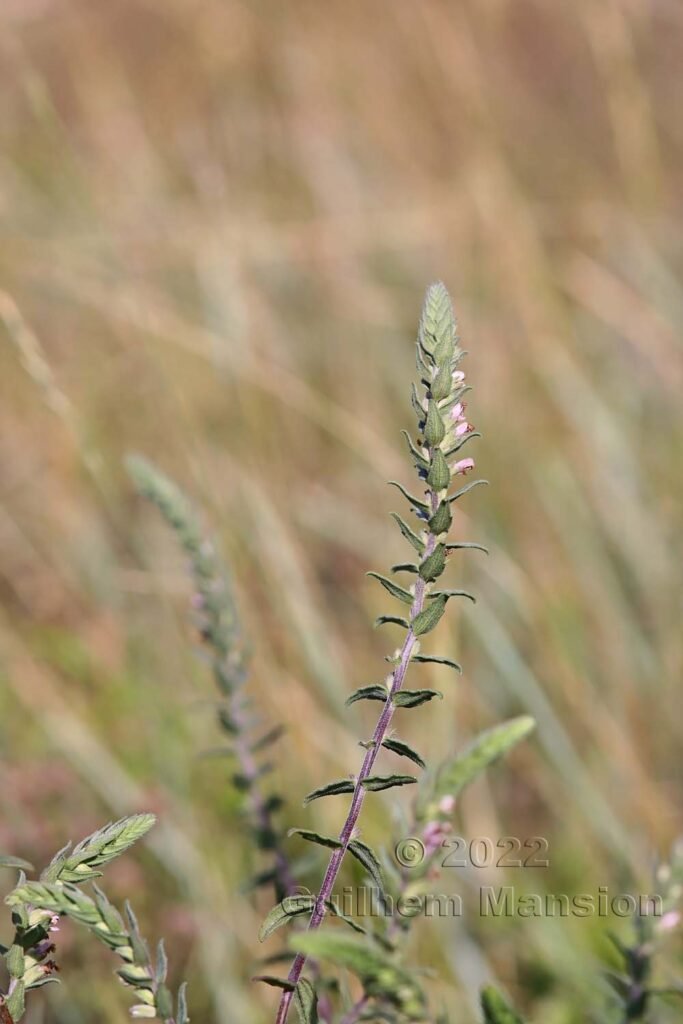 Odontites vernus subsp. serotinus vers Crest (France, Drôme)
