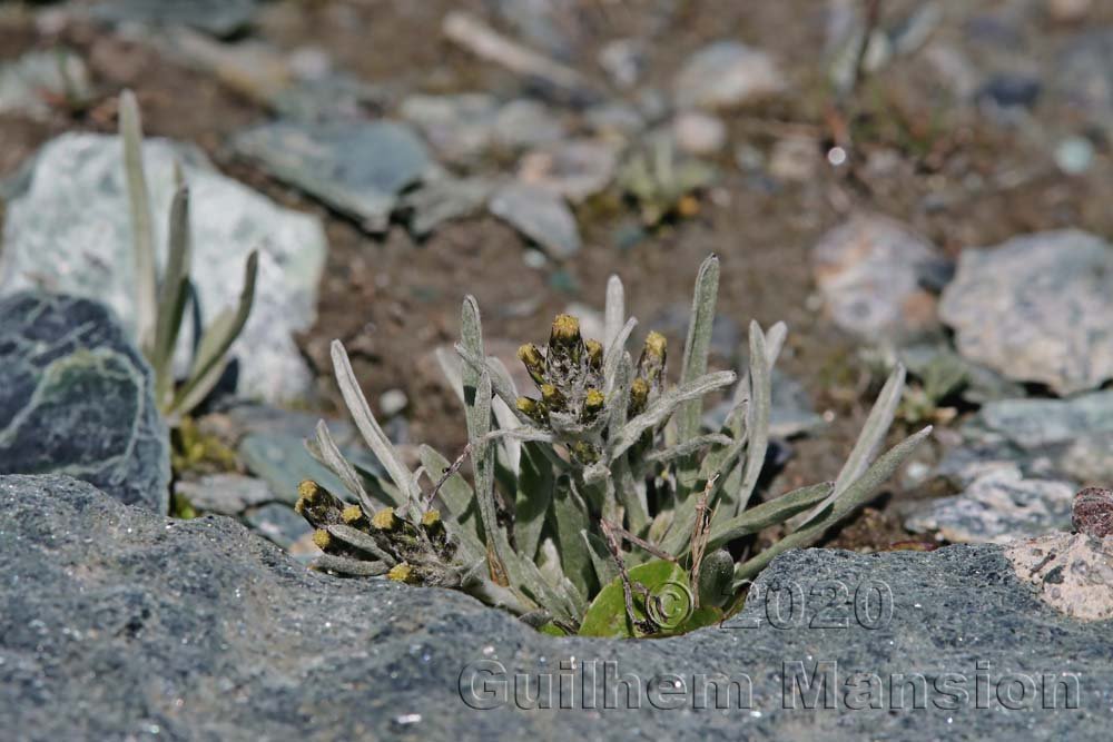 Omalotheca supina vers Zermatt (Suisse, Valais)