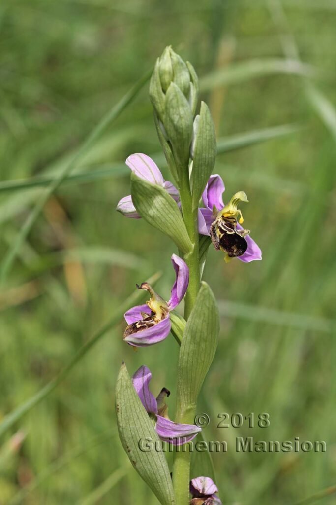 Ophrys apifera dans le Parc Naturel de Los Alcornocales (Espagne, Andalousie)