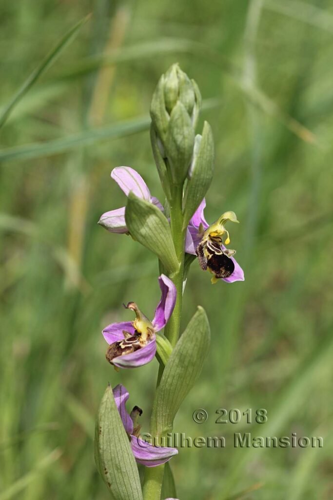 Ophrys apifera dans le Parc Naturel de Los Alcornocales (Espagne, Andalousie)