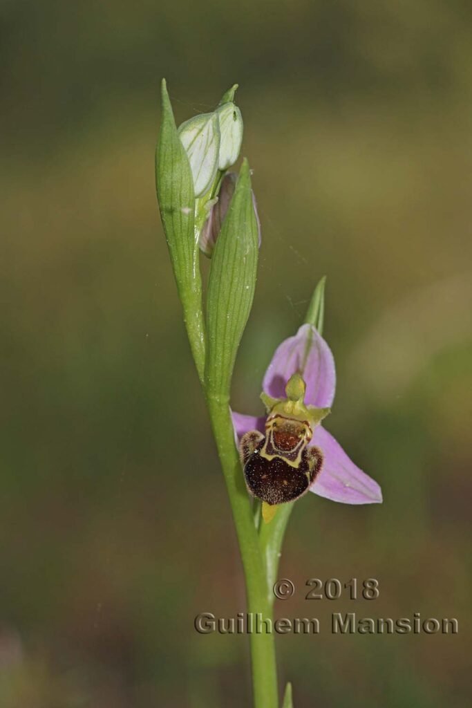 Ophrys apifera dans le Parc Naturel de Los Alcornocales (Espagne, Andalousie)