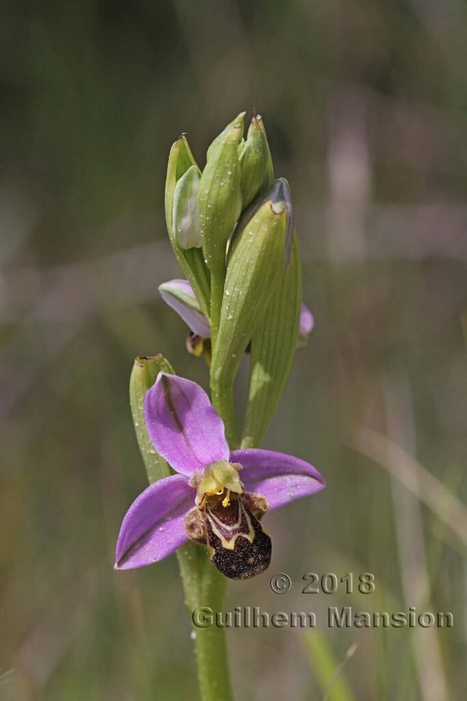 Ophrys apifera dans le Parc Naturel de Los Alcornocales (Espagne, Andalousie)