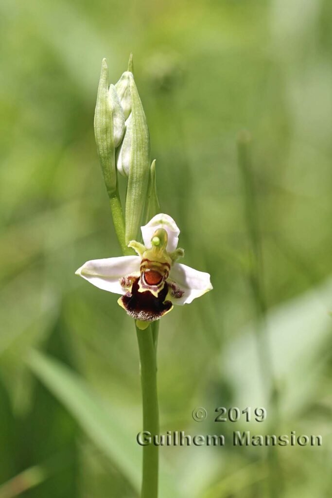 Ophrys apifera vers Saint-Blaise (Suisse, Neuchâtel)