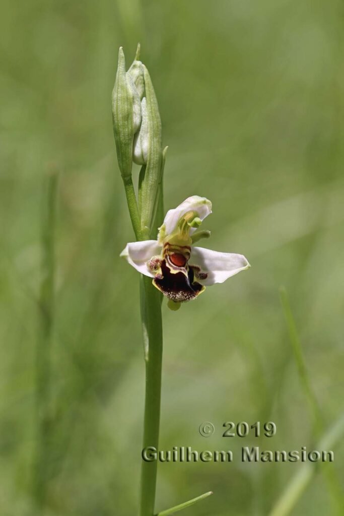 Ophrys apifera vers Saint-Blaise (Suisse, Neuchâtel)