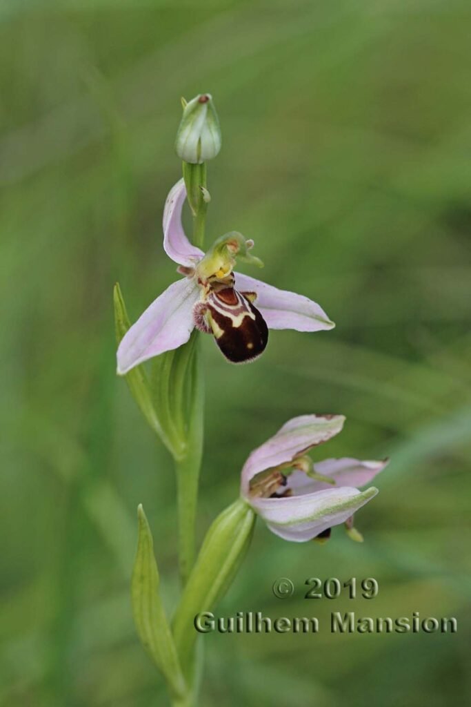 Ophrys apifera vers Oberembrach (Suisse, Zurich)