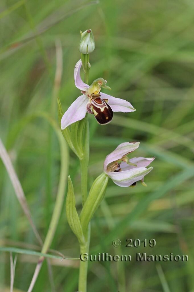 Ophrys apifera vers Oberembrach (Suisse, Zurich)