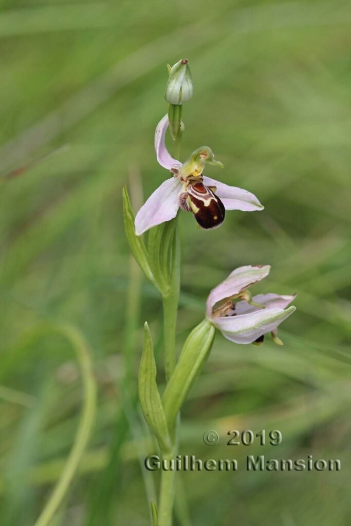Ophrys apifera vers Oberembrach (Suisse, Zurich)