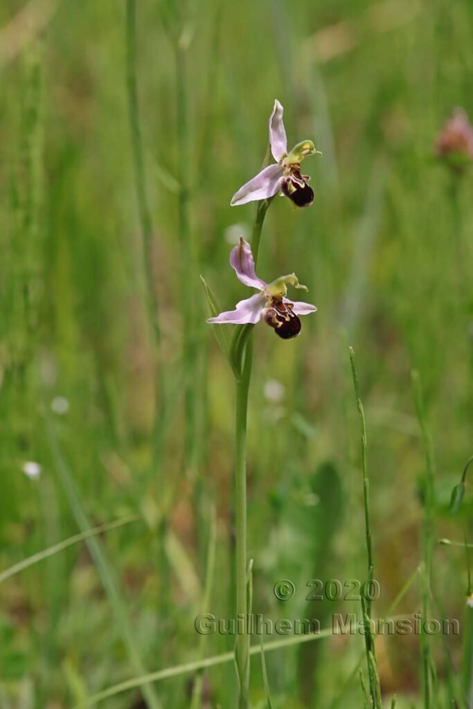 Ophrys apifera vers Kloten (Suisse, Zurich)