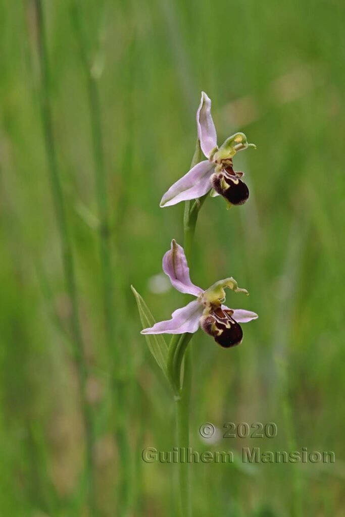 Ophrys apifera vers Kloten (Suisse, Zurich)
