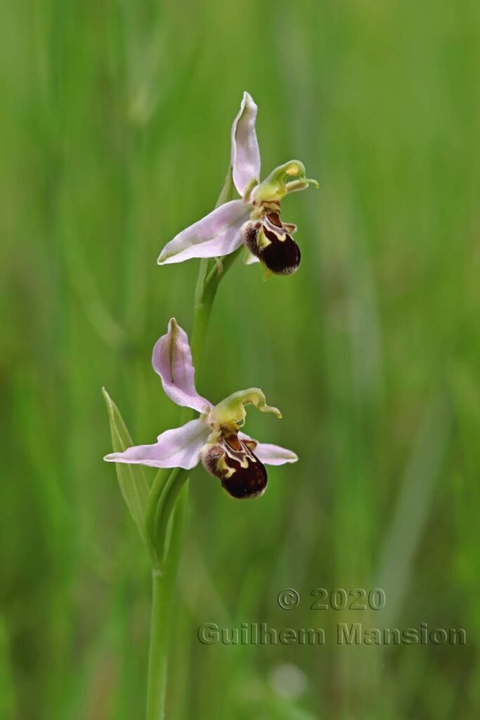 Ophrys apifera vers Kloten (Suisse, Zurich)