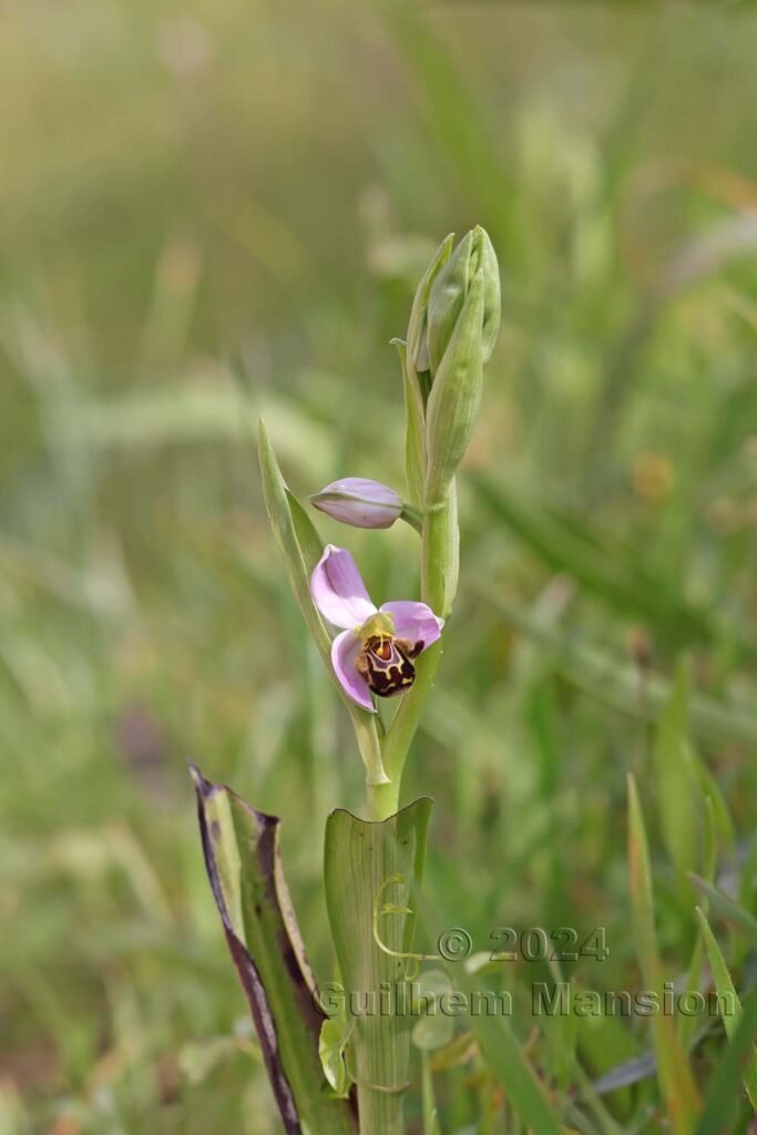 Ophrys apifera vers Sagres (Portugal, Vila do Bispo)