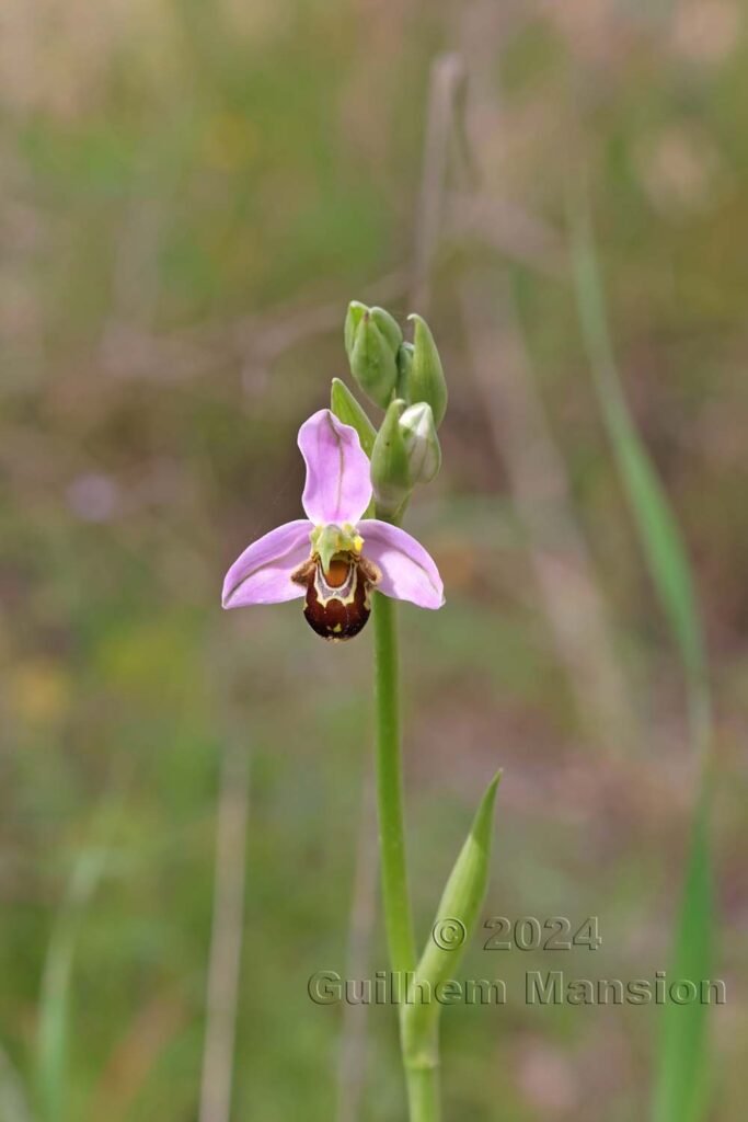 Ophrys apifera vers Sagres (Portugal, Vila do Bispo)
