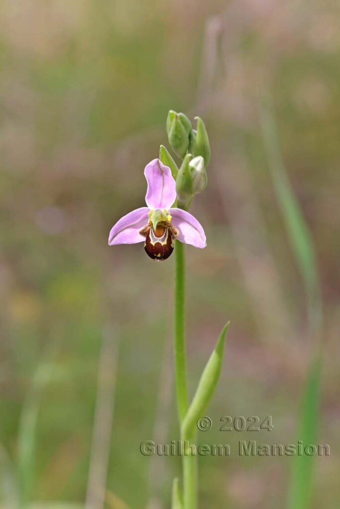 Ophrys apifera vers Sagres (Portugal, Vila do Bispo)
