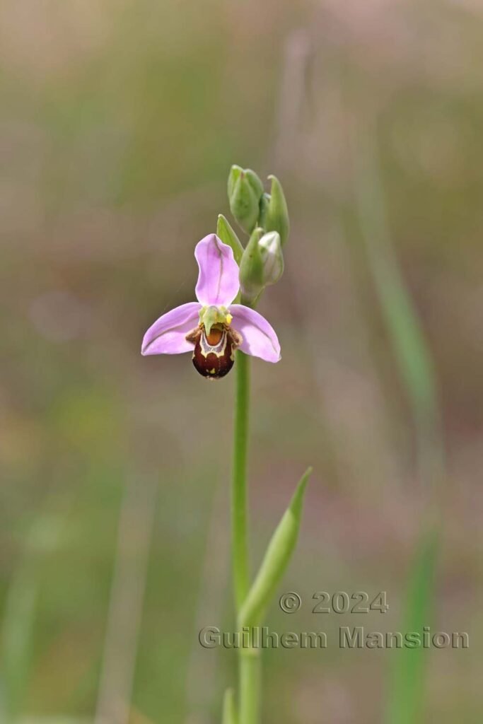 Ophrys apifera vers Sagres (Portugal, Vila do Bispo)