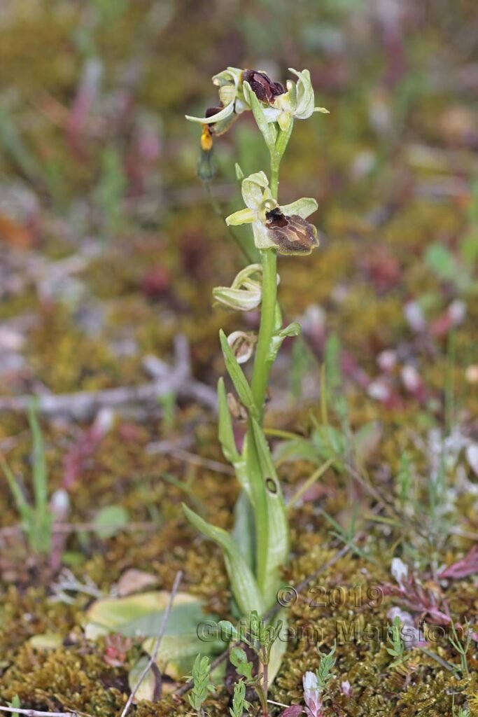 Ophrys arachnitiformis vers Poulx (France, Gard)