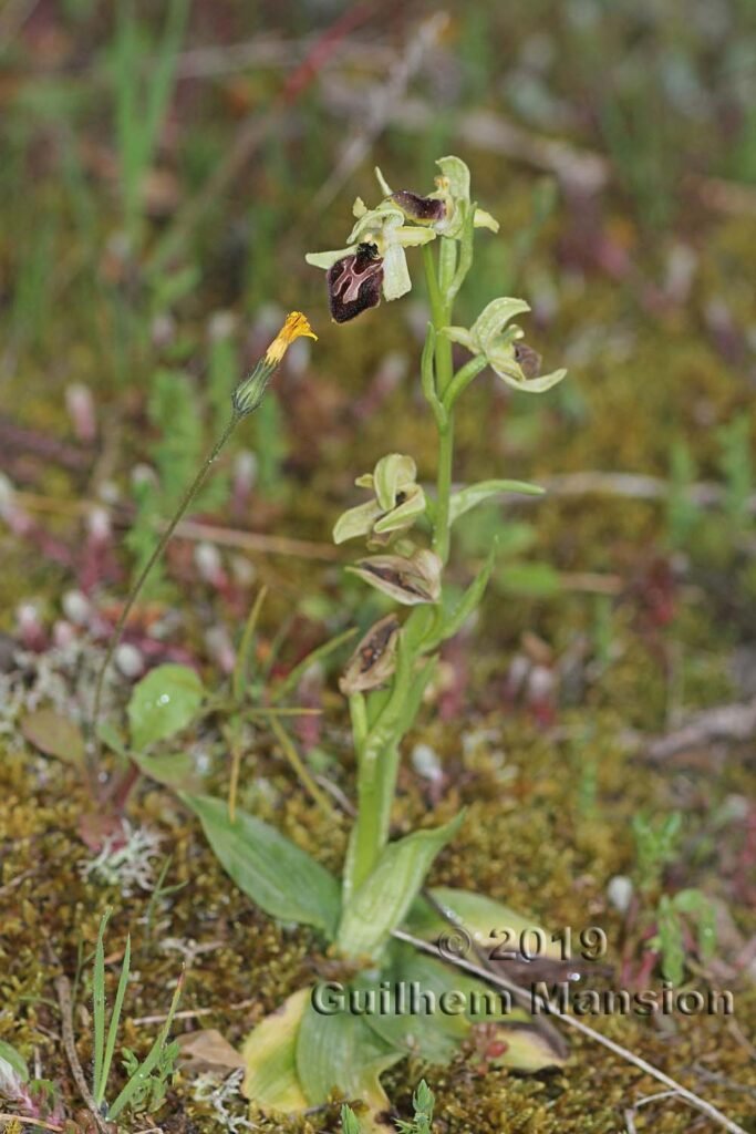 Ophrys arachnitiformis vers Poulx (France, Gard)