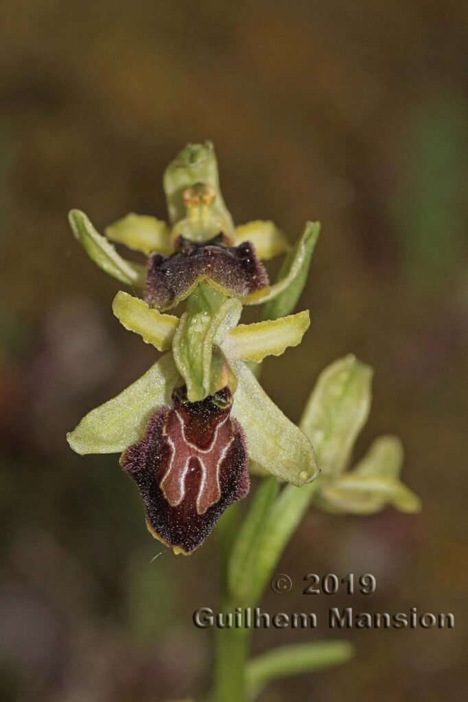 Ophrys arachnitiformis vers Poulx (France, Gard)