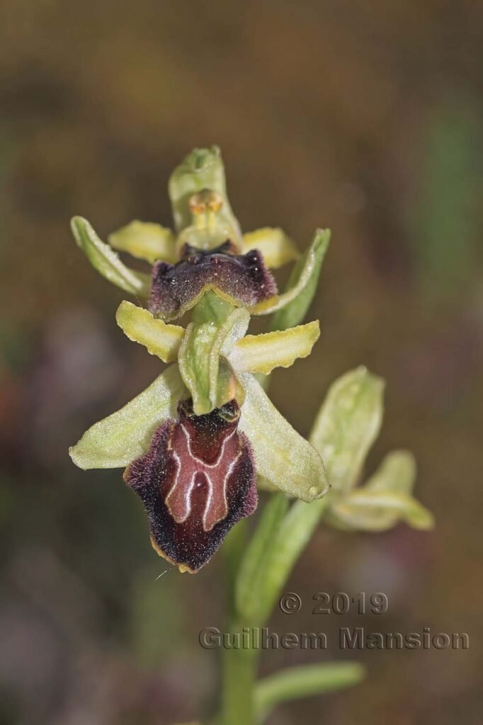 Ophrys arachnitiformis vers Poulx (France, Gard)