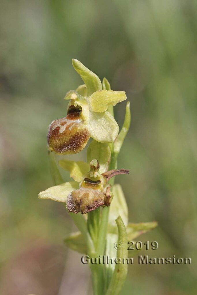 Ophrys aranifera vers Villnachern (Suisse, Argovie)
