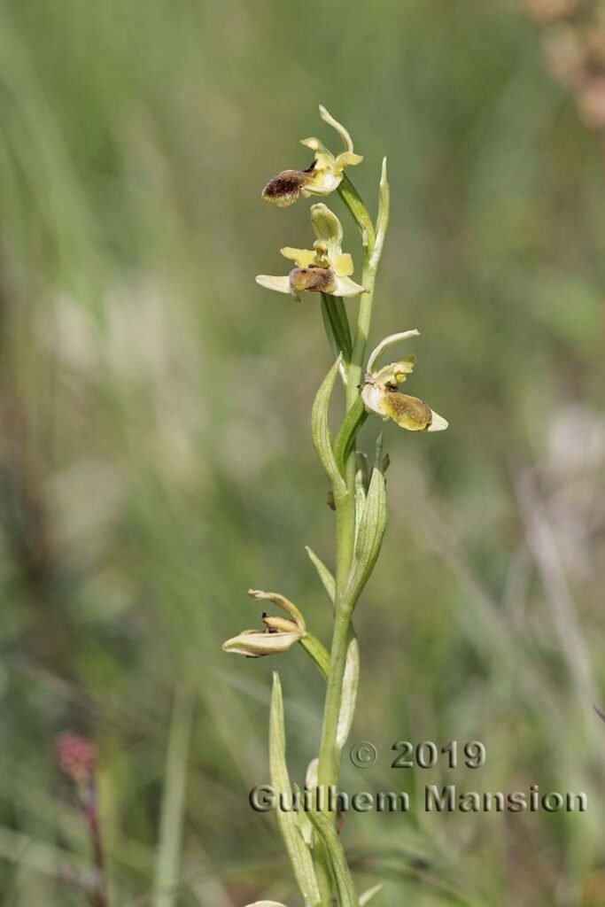 Ophrys aranifera vers Villnachern (Suisse, Argovie)