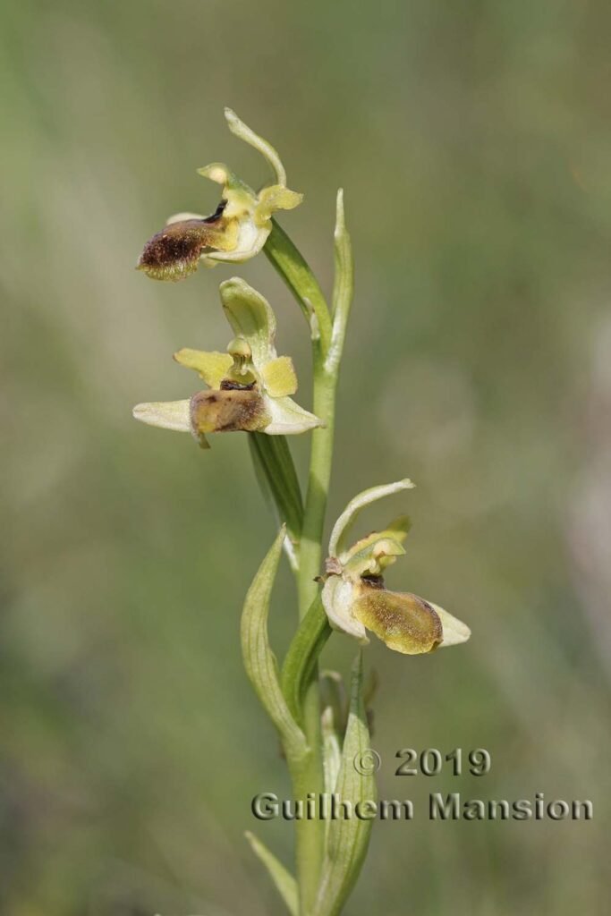 Ophrys aranifera vers Villnachern (Suisse, Argovie)