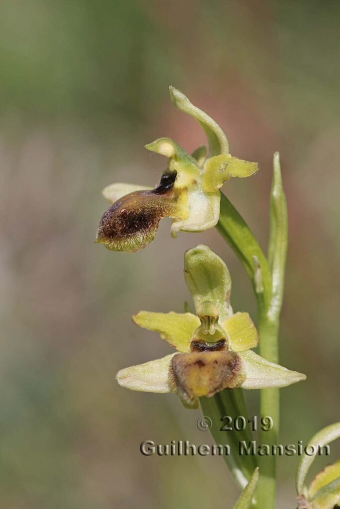 Ophrys aranifera vers Villnachern (Suisse, Argovie)