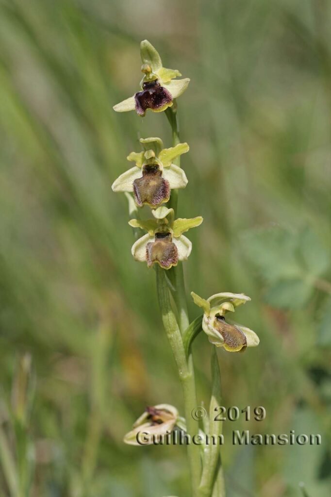 Ophrys aranifera vers Villnachern (Suisse, Argovie)