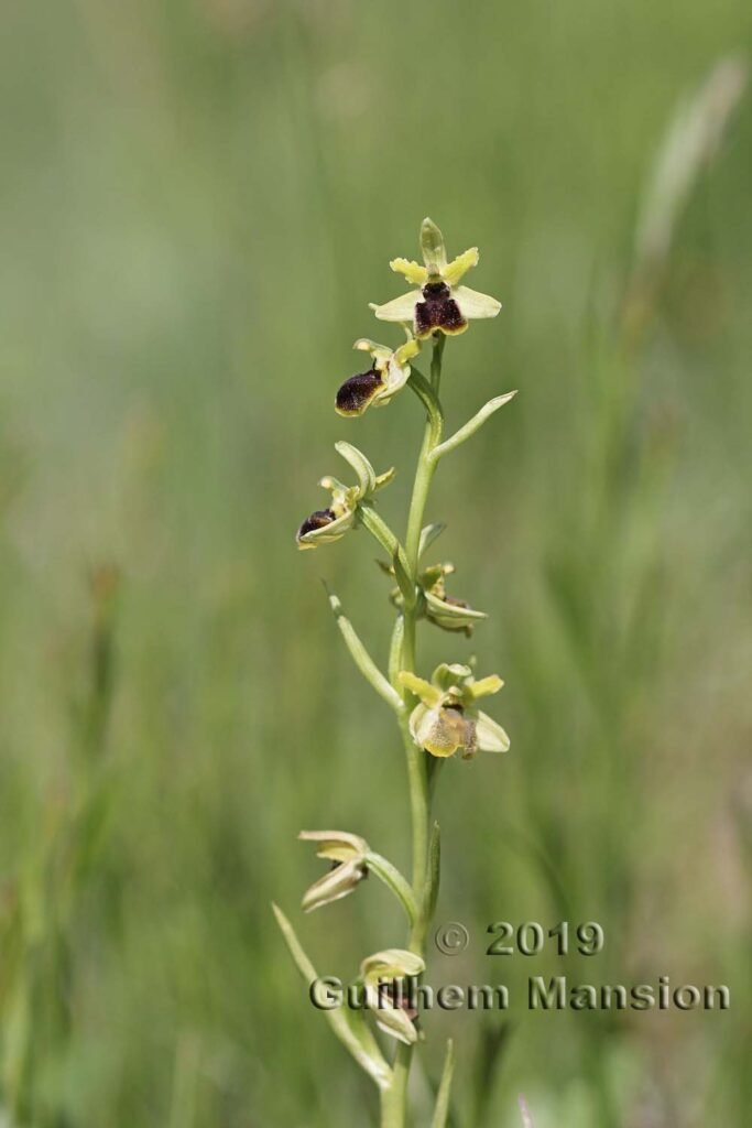 Ophrys aranifera vers Villnachern (Suisse, Argovie)