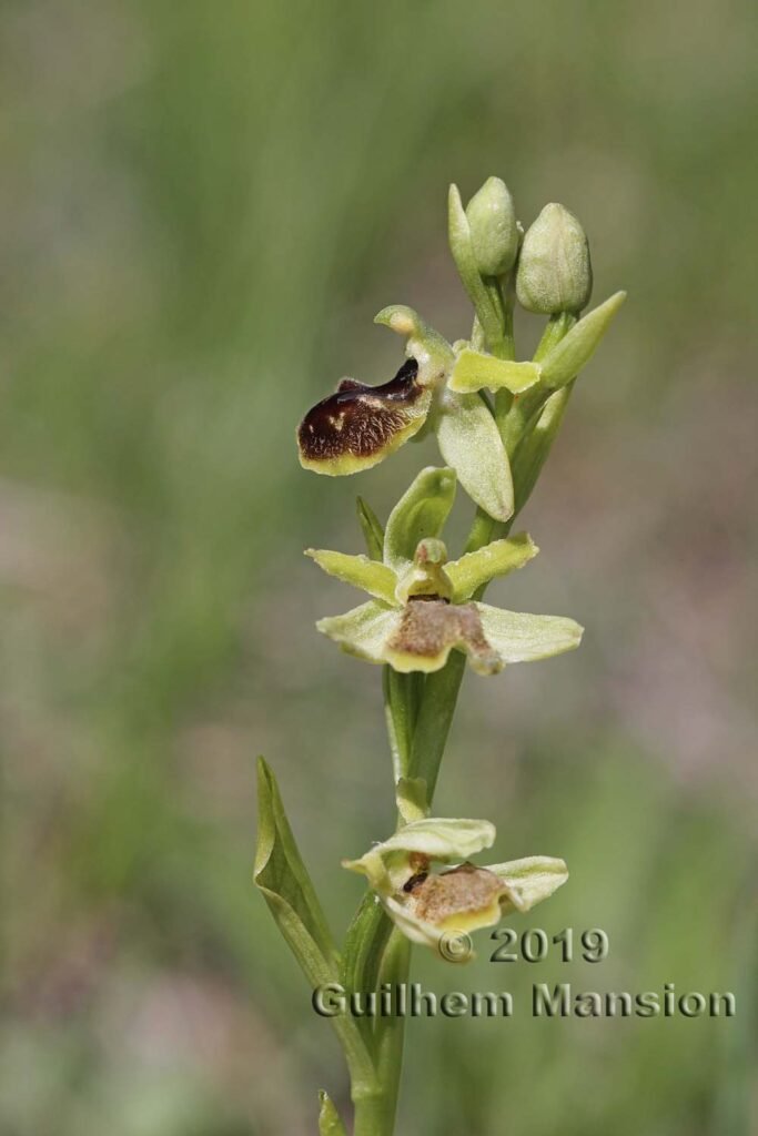 Ophrys aranifera vers Villnachern (Suisse, Argovie)