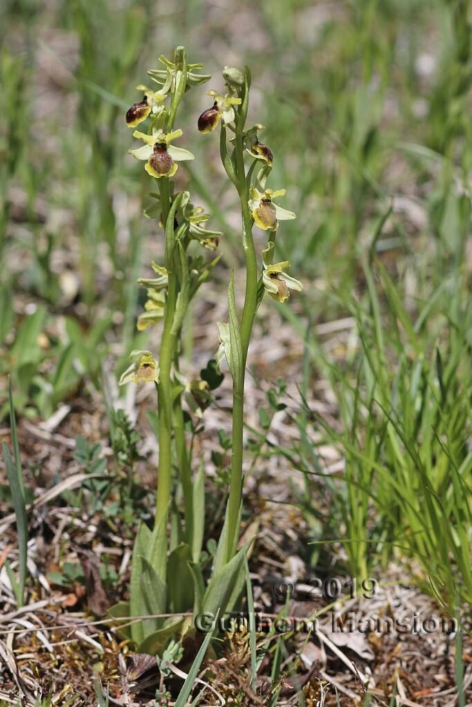 Ophrys aranifera vers Villnachern (Suisse, Argovie)