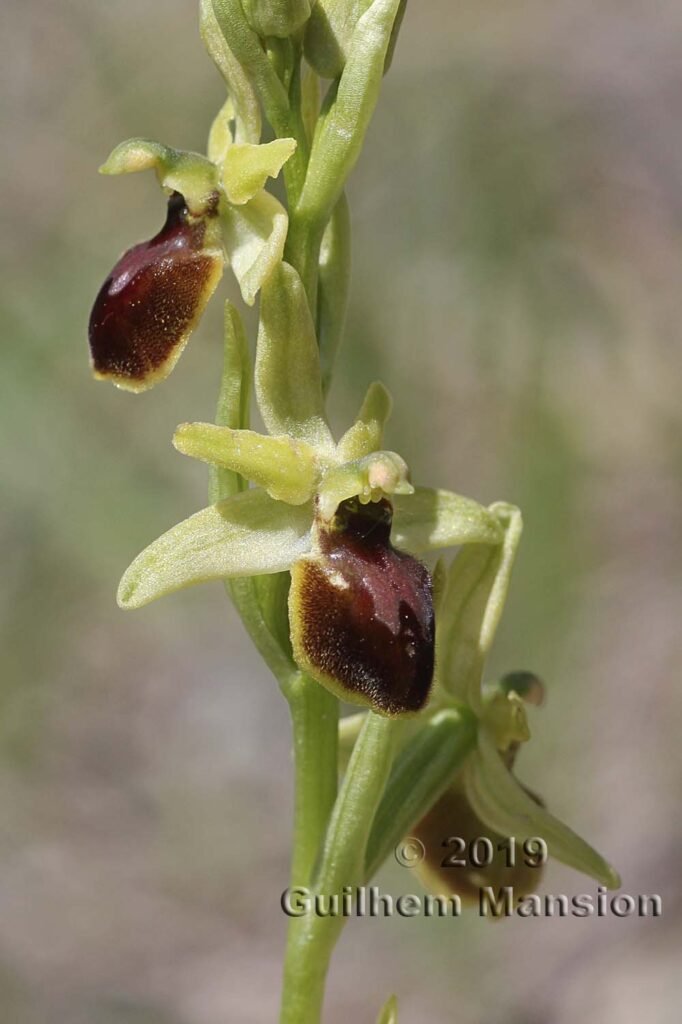 Ophrys aranifera vers Villnachern (Suisse, Argovie)