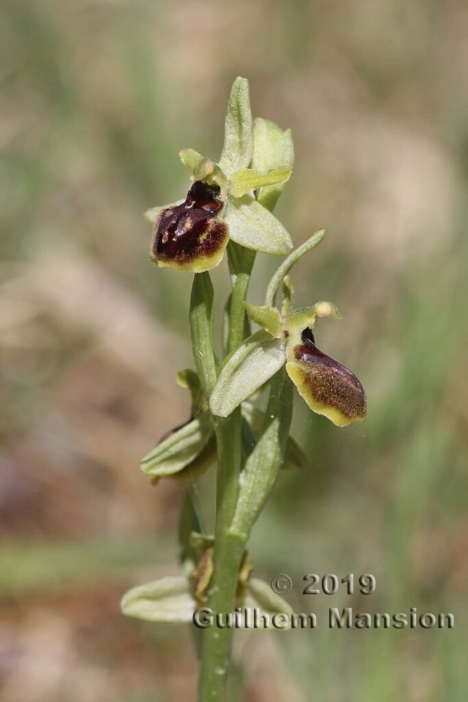 Ophrys aranifera vers Villnachern (Suisse, Argovie)