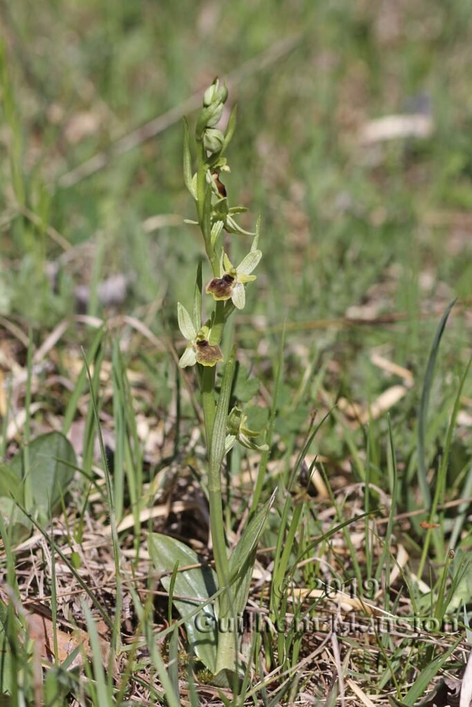 Ophrys aranifera vers Villnachern (Suisse, Argovie)