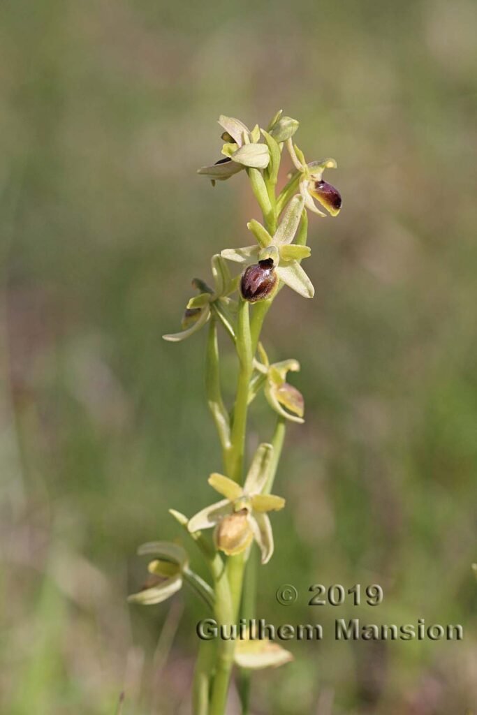 Ophrys aranifera vers Oberembrach (Suisse, Zurich)
