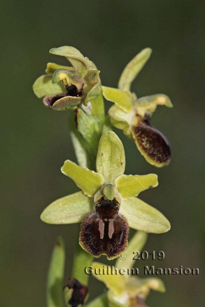 Ophrys aranifera vers Oberembrach (Suisse, Zurich)