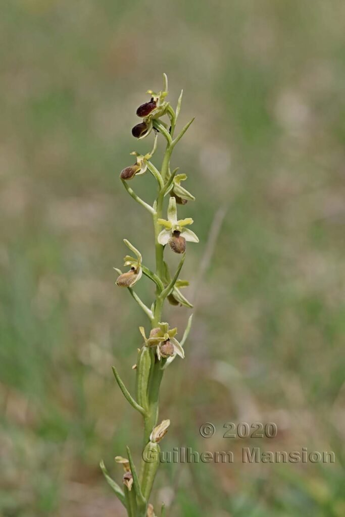 Ophrys aranifera vers Oberembrach (Suisse, Zurich)